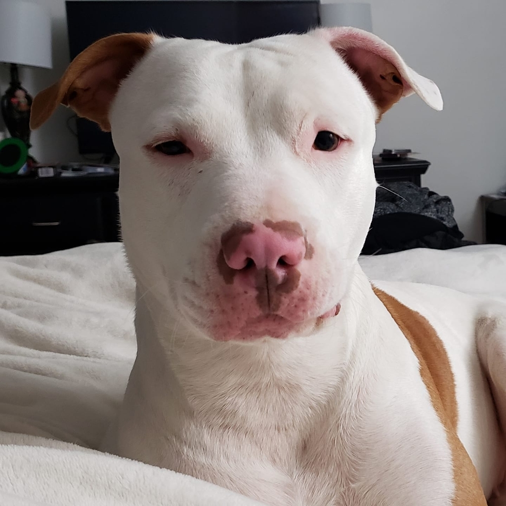 Meet your Posher, Jackie O'Lantern